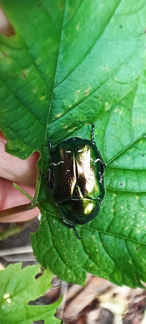 Cetonia aurata - aranyos virágbogár