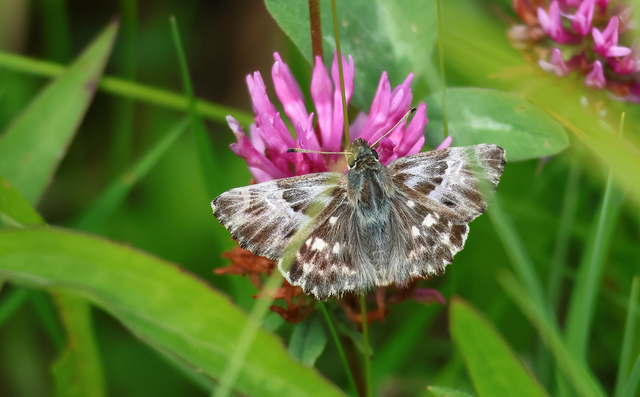 Carcharodus floccifera - pemetefű-busalepke
