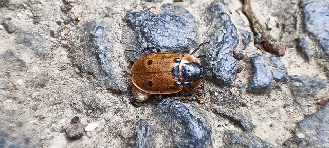 Dendroxena quadrimaculata - négypettyes dögbogár