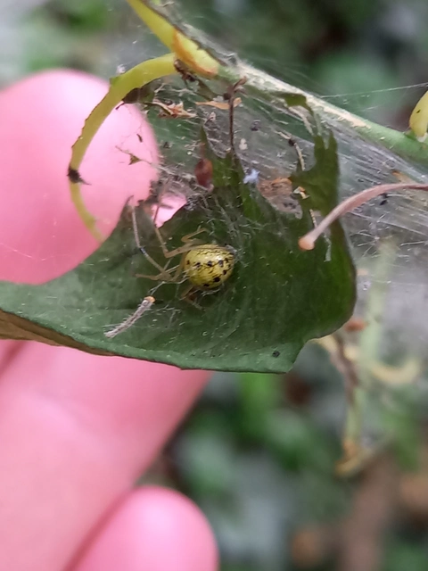 Enoplognatha ovata/latimana
