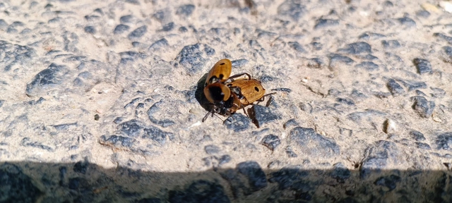 Dendroxena quadrimaculata - négypettyes dögbogár