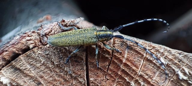 Agapanthia villosoviridescens - fehérgyűrűs bogáncscincér