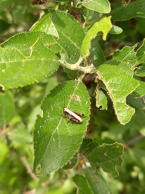 Pholidoptera griseoaptera - szürke avarszöcske