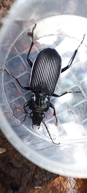 Pterostichus niger - komor gyászfutó