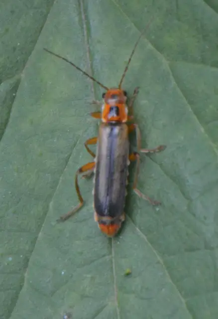 Metacantharis discoidea - fenyves-lágybogár