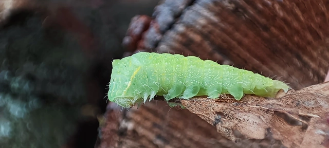 Bena bicolorana - tölgyfa-zöldbagoly