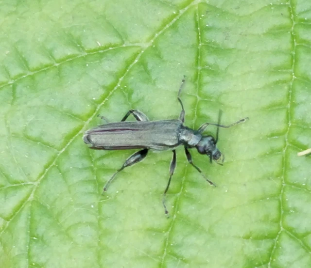 Oedemera