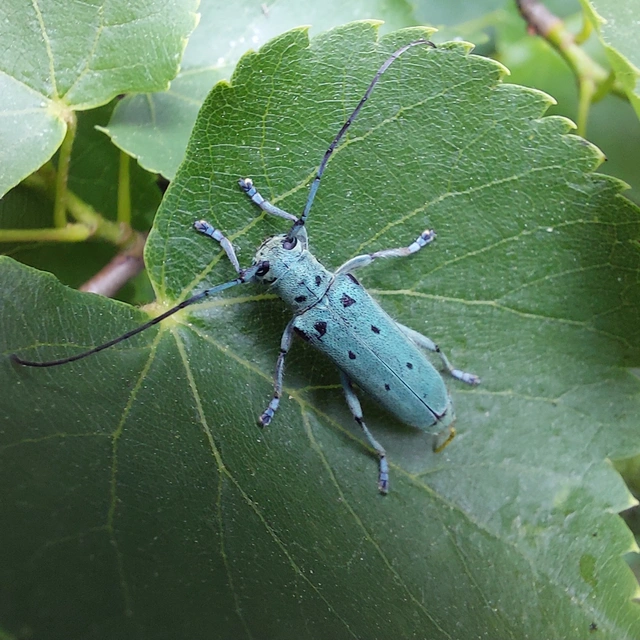 Saperda octopunctata - nyolcpontos cincér