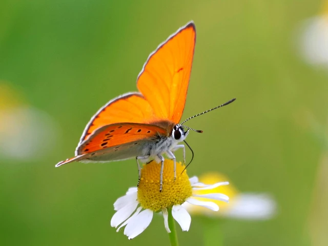 Lycaena dispar rutilus - nagy tűzlepke