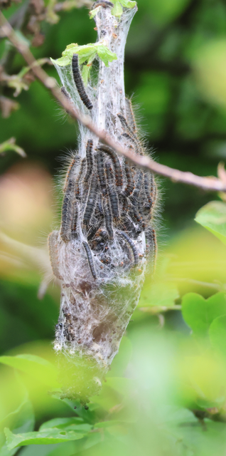 Eriogaster lanestris - tavaszi gyapjasszövő