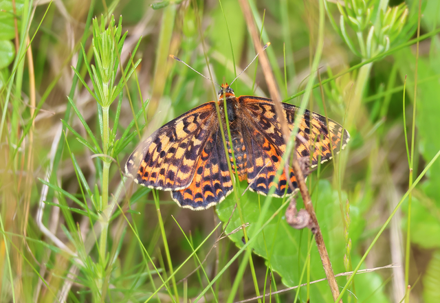 Melitaea didyma - tüzes tarkalepke