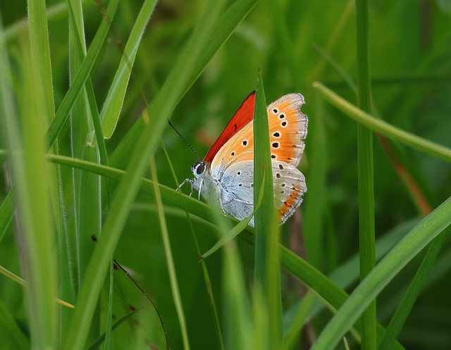 Lycaena dispar rutilus - nagy tűzlepke