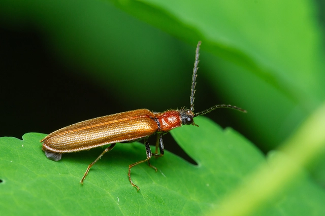 Denticollis linearis - dülledtszemű pattanó