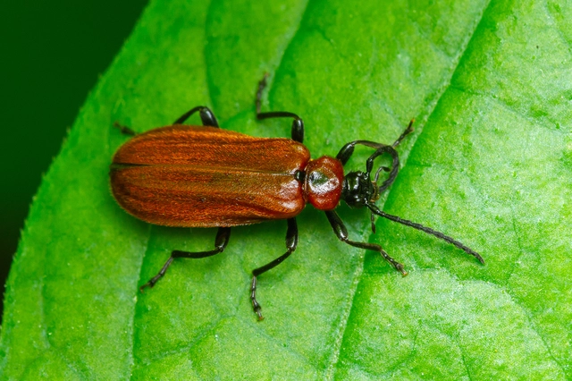 Schizotus pectinicornis - kis bíborbogár