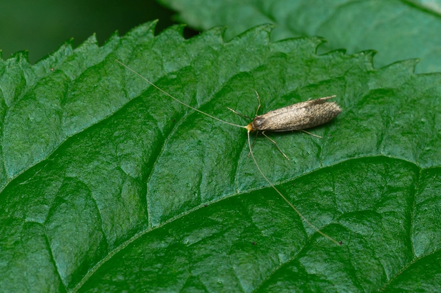 Nematopogon