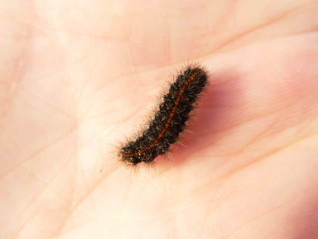 Spiris striata - csíkos molyszövő