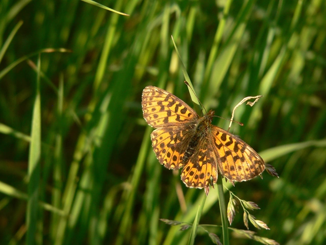 Boloria dia - kis gyöngyházlepke