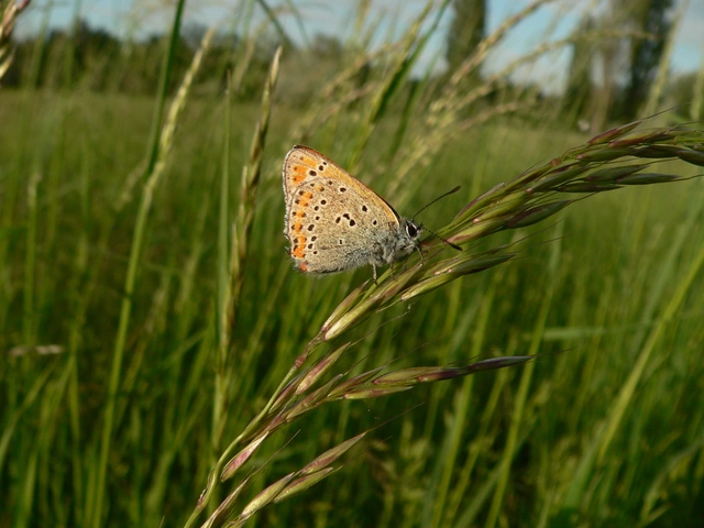 Lycaena thersamon - kis tűzlepke