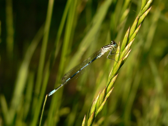 Coenagrion puella - azúrkék légivadász