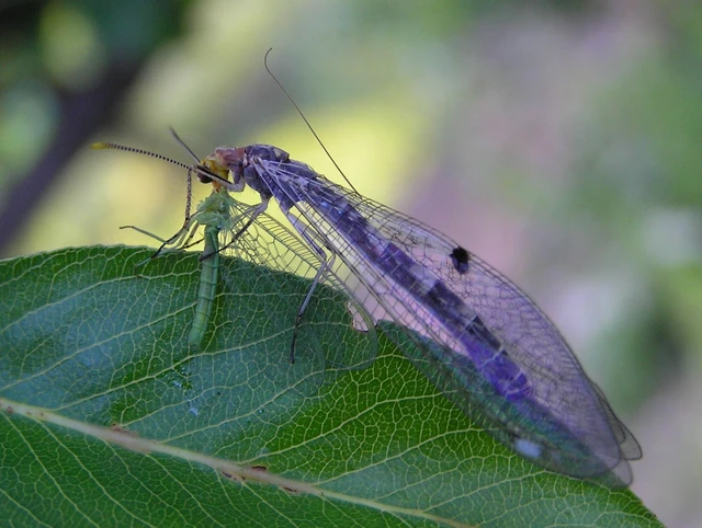 Megistopus flavicornis - kétfoltos hangyaleső