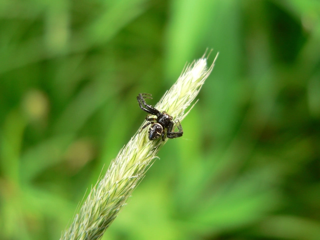 Synema globosum/ornatum