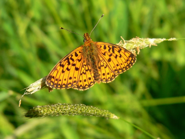 Boloria selene - fakó gyöngyházlepke