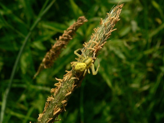 Misumena vatia - viráglakó karolópók