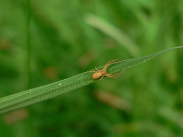 Philodromus
