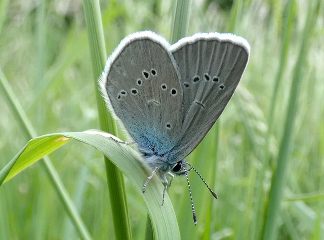 Cyaniris semiargus - aprószemes boglárka
