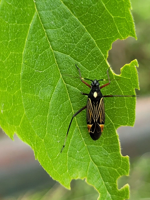 Miris striatus - sávos mezeipoloska