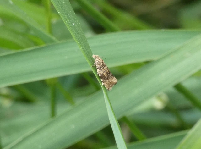 Celypha lacunana - vízparti tükrösmoly