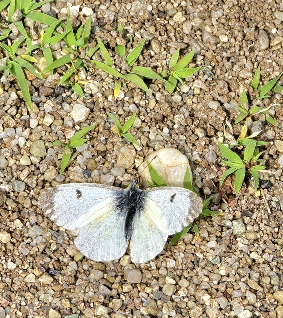 Anthocharis cardamines - hajnalpírlepke