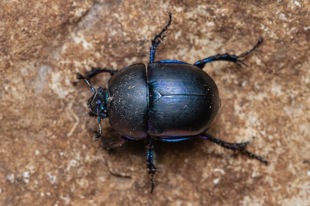 Trypocopris vernalis - tavaszi álganéjtúró