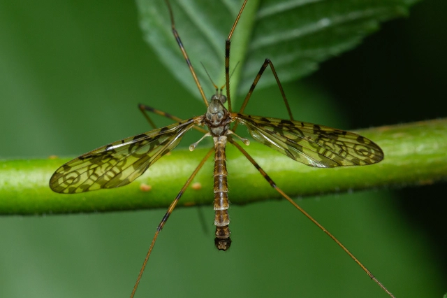 Epiphragma ocellare