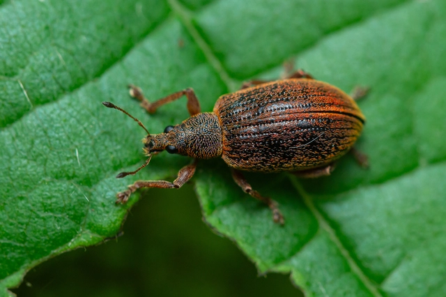 Polydrusus mollis - termetes lombormányos