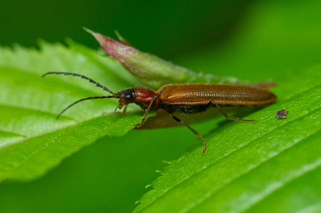 Denticollis linearis - dülledtszemű pattanó