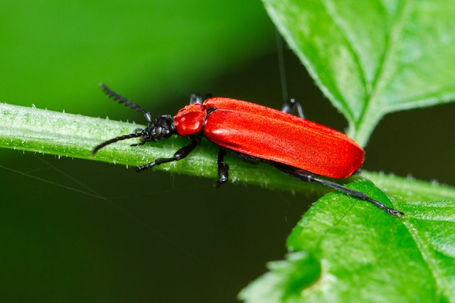 Pyrochroa coccinea - nagy bíborbogár