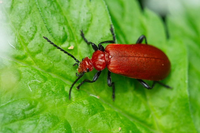 Pyrochroa serraticornis - közép-bíborbogár