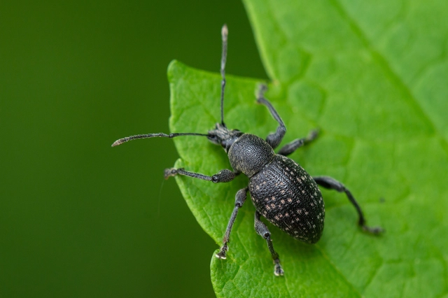 Otiorhynchus multipunctatus - sokpontos gyalogormányos