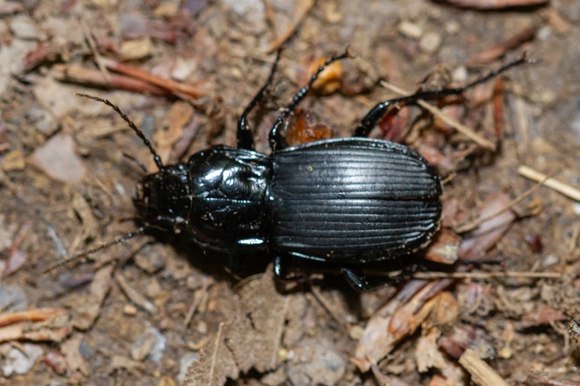 Abax parallelepipedus - félbordás szélesfutó