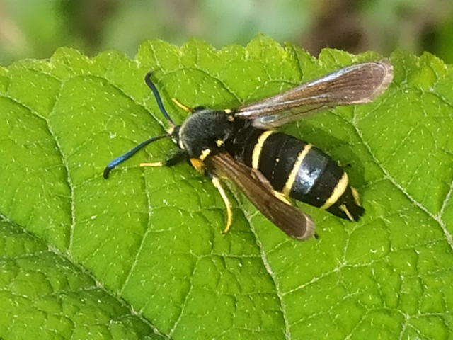 Paranthrene tabaniformis - bögölyszitkár