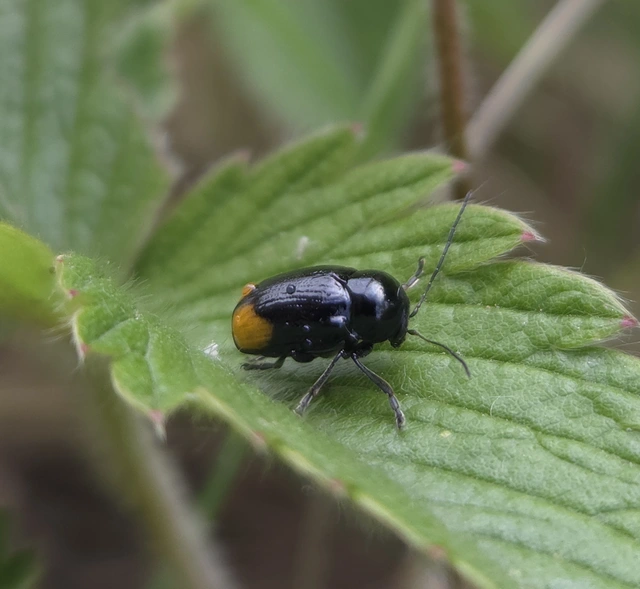 Cryptocephalus biguttatus