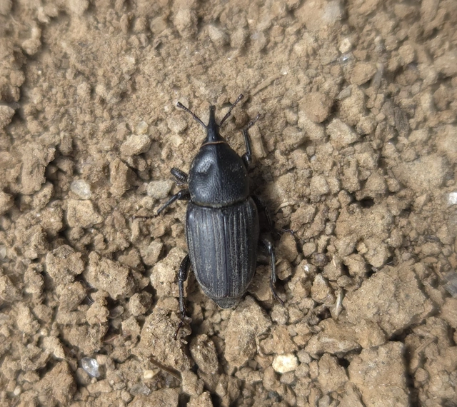 Sphenophorus striatopunctatus - mezei zsuzsok