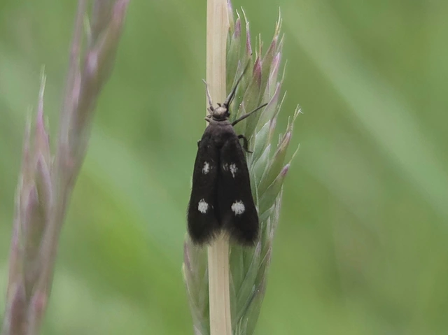 Parascythris muelleri - kétpettyes zöldmoly