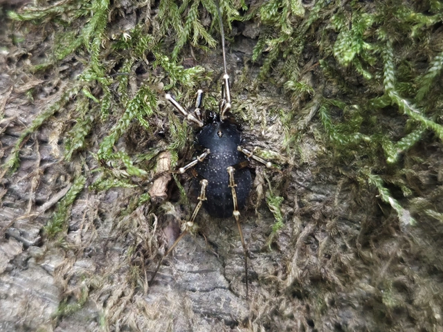 Opiliones - Kaszáspókok