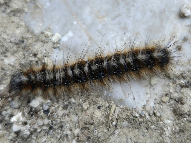 Eriogaster catax - sárga gyapjasszövő
