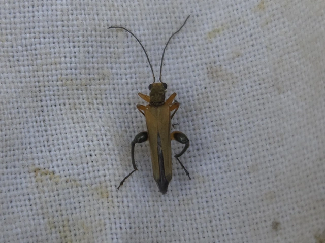 Oedemera podagrariae - székfű-álcincér