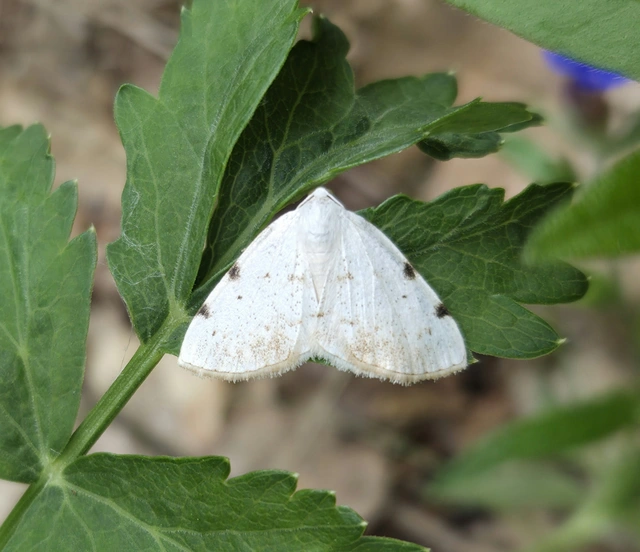 Lomographa bimaculata - kétpontos fehéraraszoló