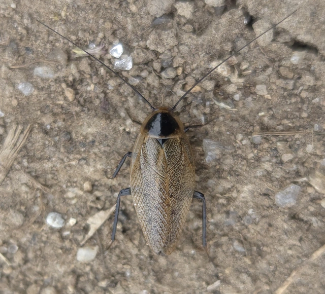 Blattodea - Csótányok