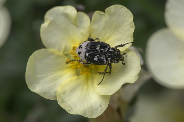 Valgus hemipterus - suta virágbogár
